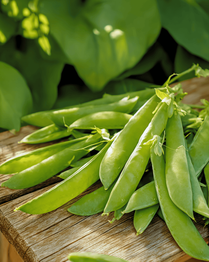 Sockerärta Norli frön (Pisum sativum) – ettårig grönsak