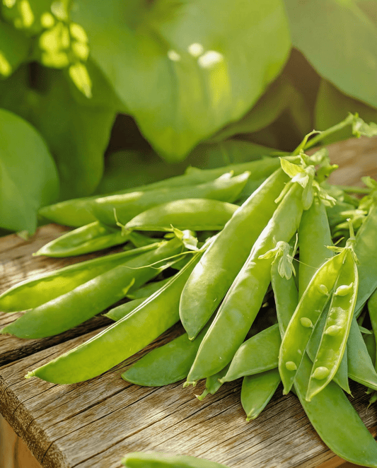 Sockerärta Norli (Pisum sativum) – ettåriga grönsaksfrön från SeedsChoice