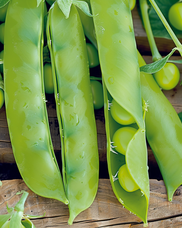 Sockerärta Heraut frön (Pisum sativum) – ettårig grönsak