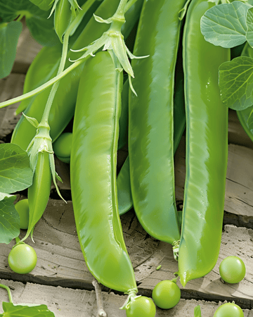 Sockerärtsfrön Record (Pisum sativum) – ettårig grönsak