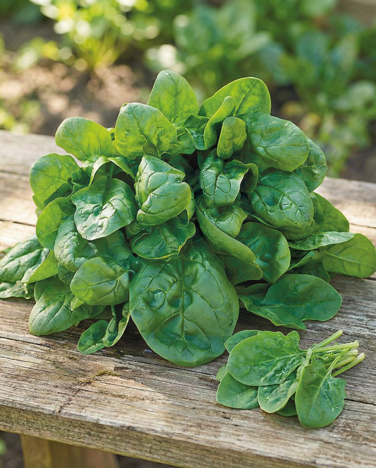 Spenat Securo 50g (Spinacia oleracea) – ettåriga grönsaksfrön från SeedsChoice