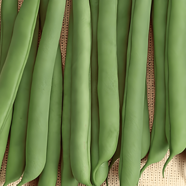 Bush Bean Prelude seeds (Phaseolus vulgaris) – annual vegetable