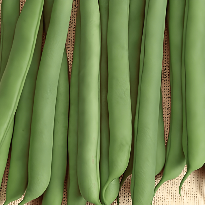 Fridjébönfrön Prelude (Phaseolus vulgaris) – ettårig grönsak