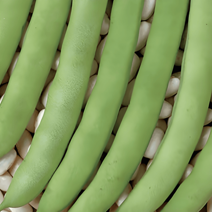 Buskböna Record Green Pods frön (Phaseolus vulgaris) – ettårig grönsak