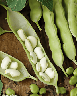 Bondbönsfrön Leidse Hangers Vicia faba ettårig 250g