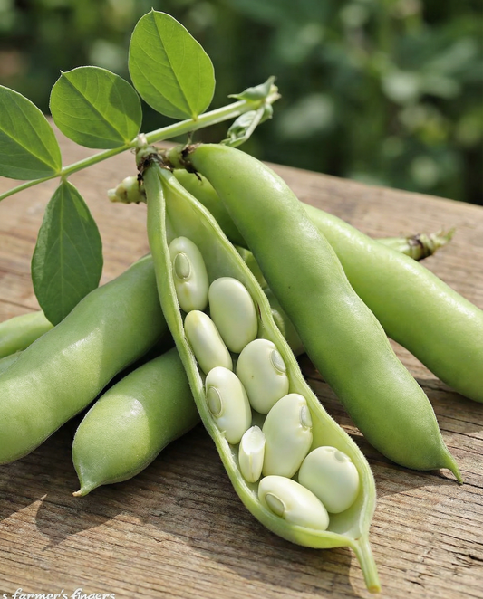 Bondböna Leidse Hangers 250g (Vicia faba) – ettåriga grönsaksfrön från SeedsChoice