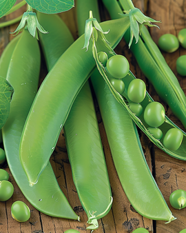 Kelvedon Wonder ärtfrön Pisum sativum ettåriga 250g