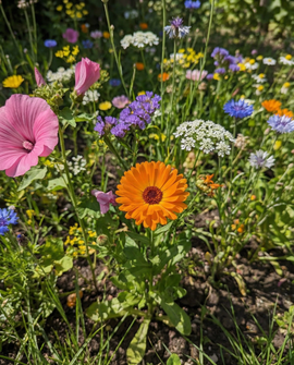 Vildblomfrömix ekologisk blandning av ettåriga blommor 2 g