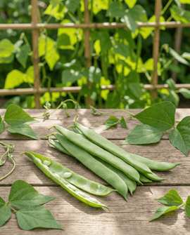 Klätterböna frön Helda Phaseolus vulgaris ettårig