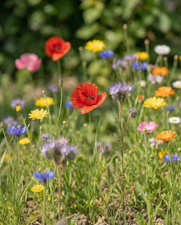 Nyckelpigablandning 25 M2 Strölåda frön – ettårig blomma