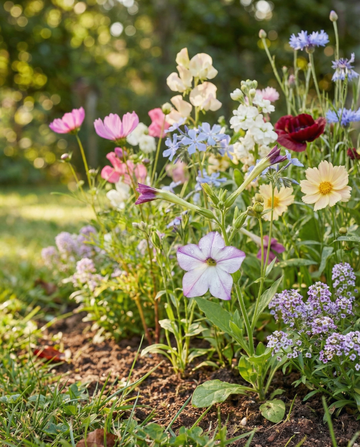 Doftande mix, 15 sorter, m²-pack – ettåriga blomsterfrön från SeedsChoice