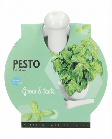 Ocimum basilicum – basilika mortelset odlat från frö