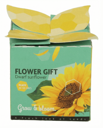 Dvärgsolros present (Helianthus annuus) – odlingskit med ettåriga frön från SeedsChoice