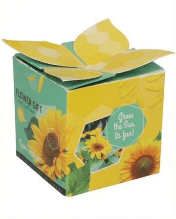 Dvärgsolros present frön (Helianthus annuus) – ettårigt odlingskit