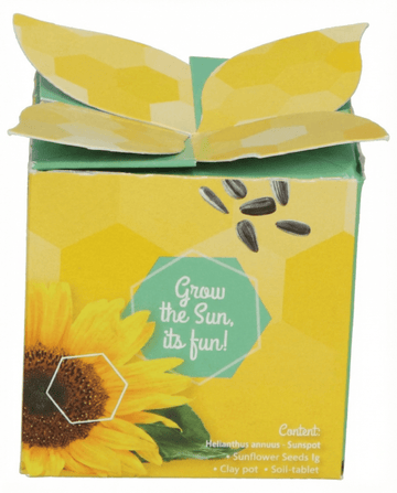 Helianthus annuus – dvärgsolros present odlad från frö