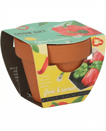Capsicum annuum – paprika odlad i terrakottakruka från frö