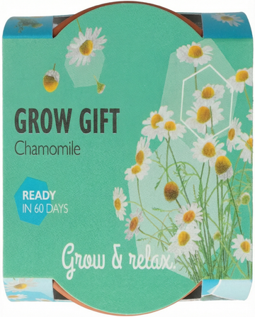 Kamomill – odlingssats från SeedsChoice