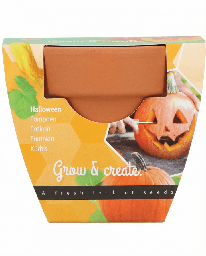 Halloweenpumpafrön (Cucurbita pepo) – odlingskit