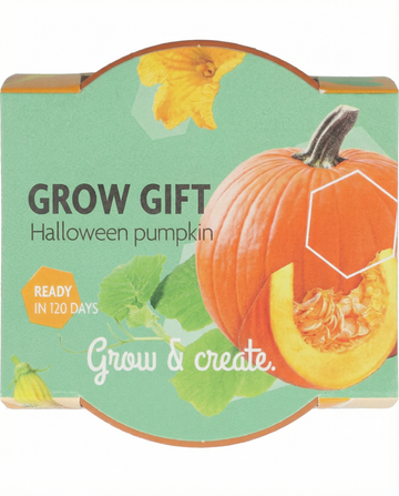 Cucurbita pepo – halloweenpumpa odlad från frö