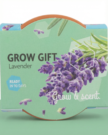 Lavendelfrön – flerårig odlingskit från SeedsChoice