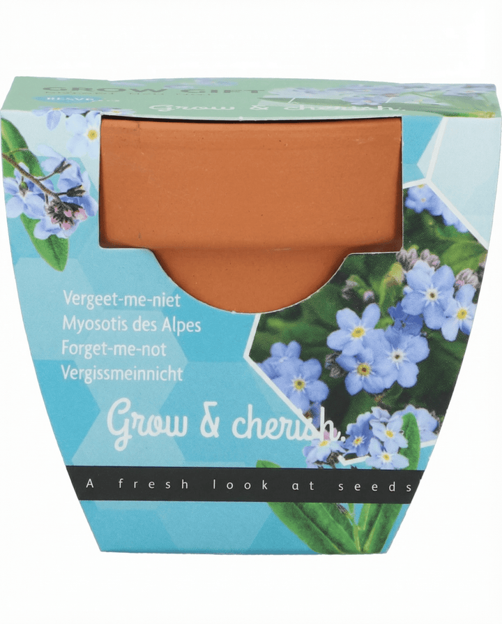 Förgätmigejfrön (Myosotis alpestris) – odlingskit