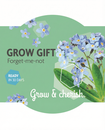 Myosotis alpestris – förgätmigej odlad från frö