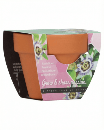 Passiflora odlingskit – presentset med terrakottakruka, 30 frön från SeedsChoice