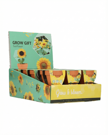 Dvärgsolros present terrakottakruka (Helianthus annuus) – odlingskit med frön från SeedsChoice