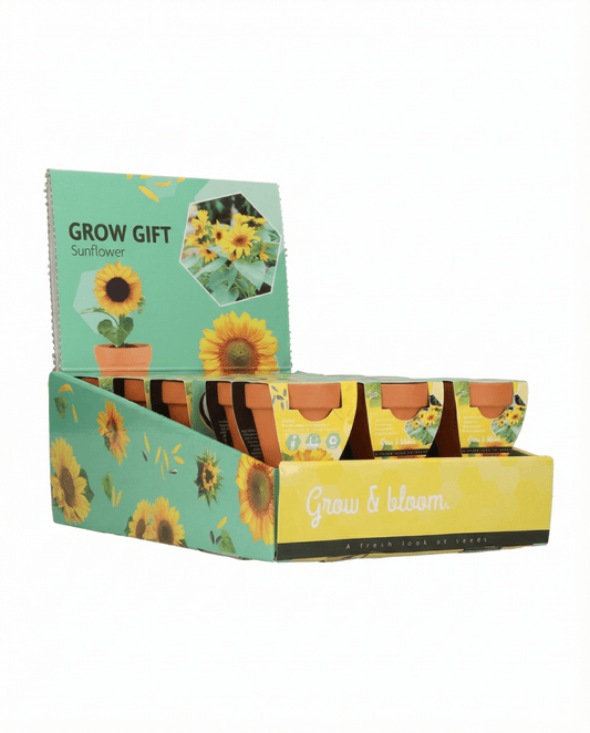 Dvärgsolros present terrakottakruka (Helianthus annuus) – odlingskit med frön från SeedsChoice
