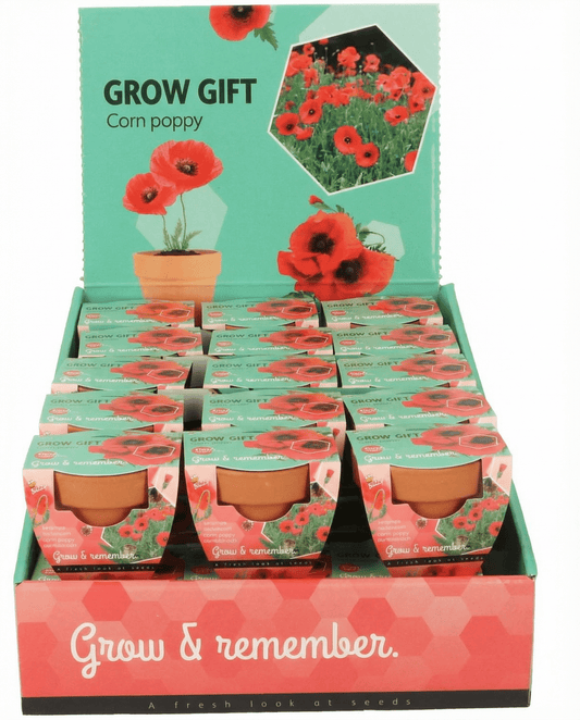 Kornvallmo terrakottakruka (Papaver rhoeas) – odlingskit med frön från SeedsChoice