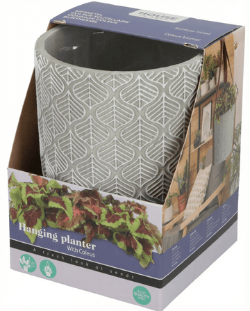 Coleus blumei – Hängkruka odlad från frö