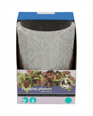 Hängande krukväxtfrön (Coleus blumei) – odlingskit