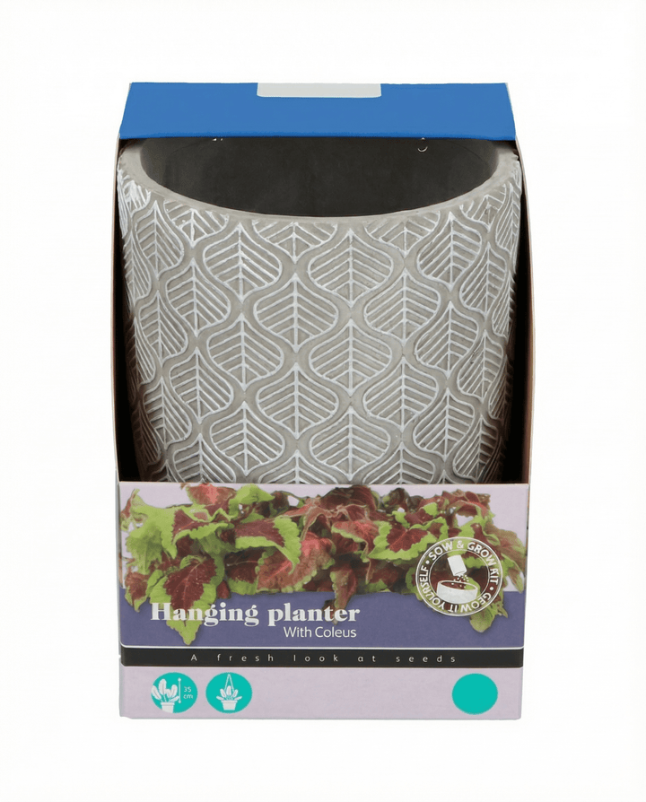 Hängande krukväxtfrön (Coleus blumei) – odlingskit