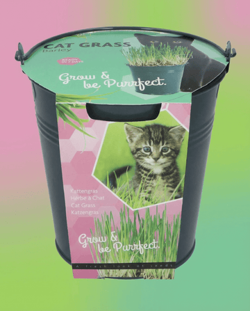 Kattgräs Korn Hink (Hordeum vulgare) – odlingskit med frön från SeedsChoice