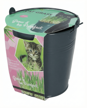 Kattgräs Korn Hink frön – odlingskit från SeedsChoice