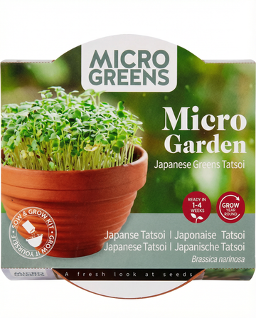 Brassica narinosa – Tatsoi microgreens odlade i terrakottaskål från frö
