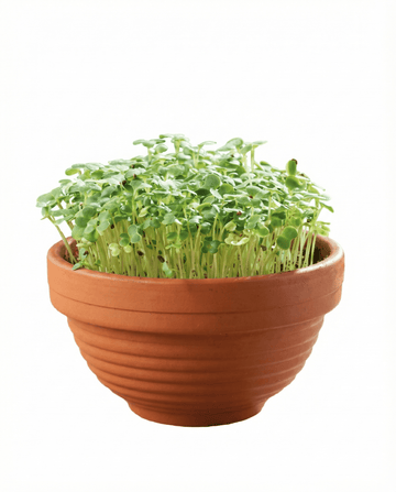 Tatsoi Microgreens Terrakottaskål frön – odlingskit från SeedsChoice