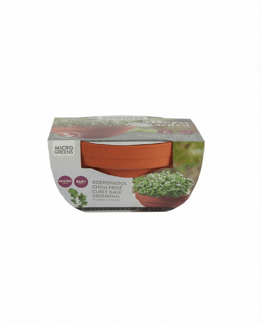 Kruskål Microgreens Terracotta Dish (Brassica oleracea) – odlingssats från SeedsChoice