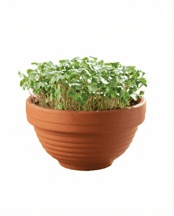 Frön av kruskål Microgreens Terracotta Dish – odlingssats från SeedsChoice