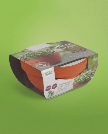 Brassica oleracea – kruskål microgreens odlade i terrakottaskål från frö