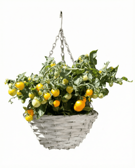 Dvärgkörsbärstomat frön Gourmandise Yellow Solanum Lycopersicum hängkorg