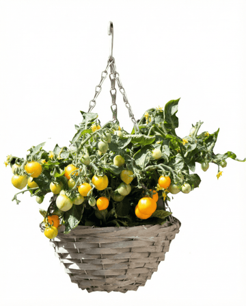 Solanum lycopersicum – dvärg körsbärstomat Gourmandise Yellow odlad för hängkorg från frö
