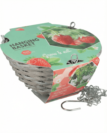 Fragaria × ananassa – Temptation jordgubbe för hängkorg, odlad från frö