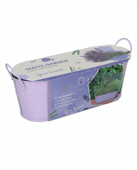 Lavendel (Lavandula angustifolia) – odlingskit med frön av flerårig ört från SeedsChoice