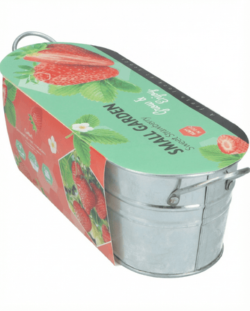 Hängande jordgubbsfrön (Fragaria ananassa) – flerårig
