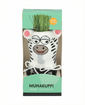Lolium multiflorum – Zebragräs odlat från frö