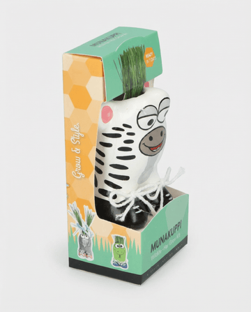 Grass Zebra frön (Lolium multiflorum) – odlingssats