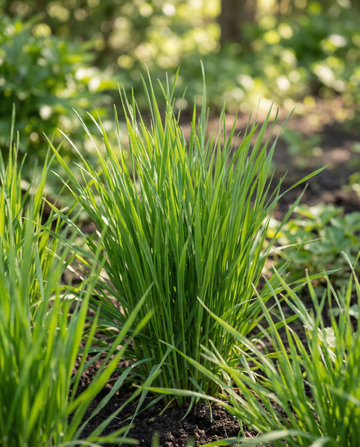 Kattgräs Korn frön (Hordeum vulgare) – odlingskit