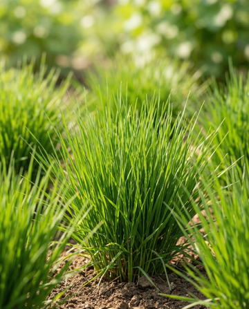 Kattgräs Korn (Hordeum vulgare) – odlingskit med frön från SeedsChoice