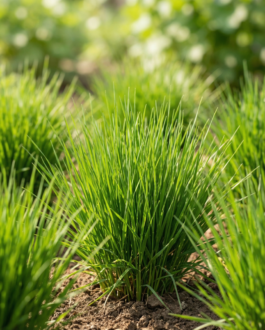 Kattgräs Korn (Hordeum vulgare) – odlingskit med frön från SeedsChoice